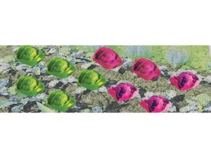 JTT Cabbage & Lettuce, 1/2in width, O-Scale, (20 per pack)