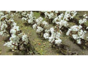 JTT Cotton Plants, HO-Scale, (40 per pack)