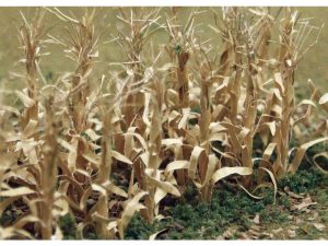 JTT Dried Corn Stalk, HO-Scale, (30 per pack)