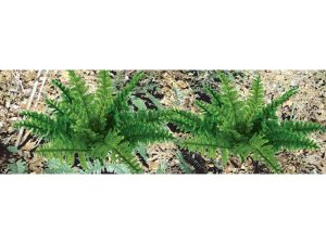 JTT Ferns, 1in Tall, O-Scale, (9 per pack)