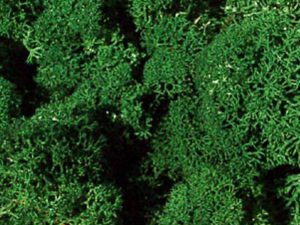 Heki Large Lichen, Dark Green (3220)