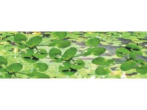 JTT Lily Pads, 3/4in Tall, HO-Scale, (12 per pack)