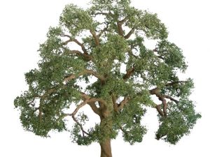 JTT Live Oak, 1-1/2in, (4 per pack)