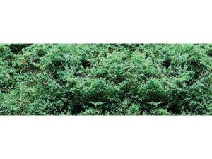 JTT Medium Green, Coarse Foliage Clumps - 150 sq. in. (967.74 sq. cm) per pack