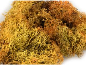 Heki Monster Lichen, Autumn (3233)