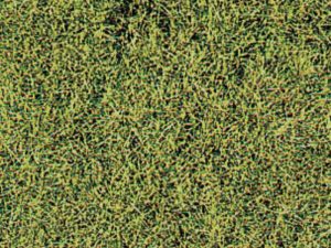 Heki Wild Grass Savanna (1574)